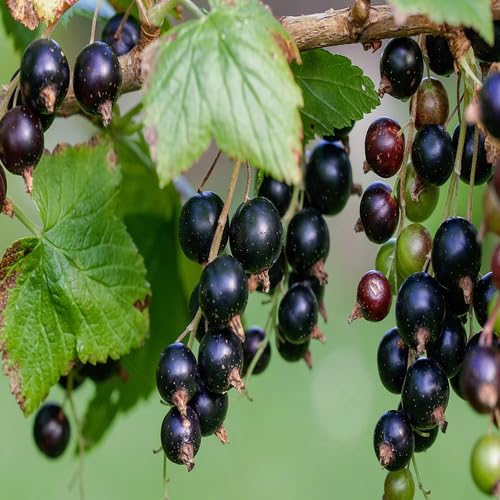 Currant Fruit fruit seeds for organic garden planting