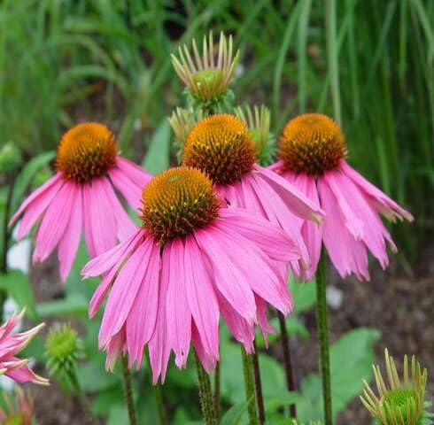 Pink Echinace Flower Seeds