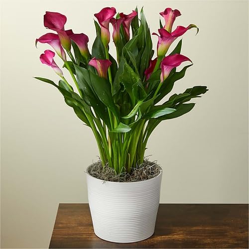 Pink Zantedeschia Flowers Seeds
