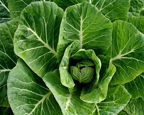 Green Collard Vegetable Seeds Heirloom, Non-GMO for Home Garden Planting