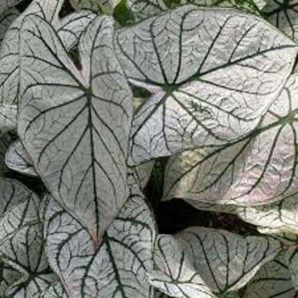 White Caladium Flower Seeds
