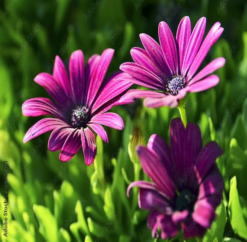 Purple Omeris Flower Seeds