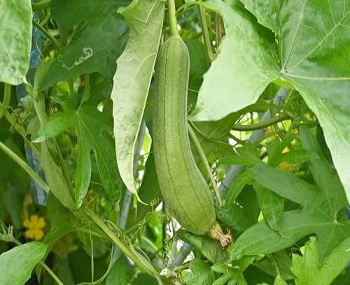 Loah Gourd vegetable seeds for Home Gardening, Heirloom, Non-GMO, High Germination Organic for kitchen garden planting