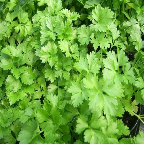 Organic Coriander Plant Seeds herb seeds - sustainable gardening, high germination garden seeds
