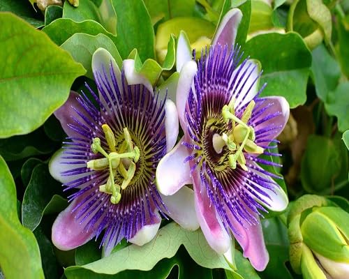 purple passion flower seeds