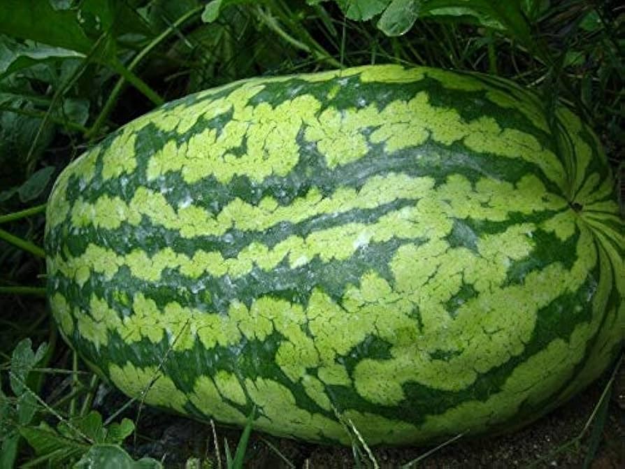 carolina cross watermelon citrullus lanatus large plots