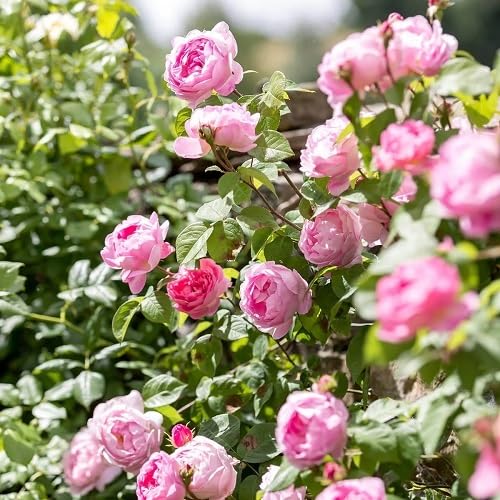 Pink Climbing Rose Flowers Seeds