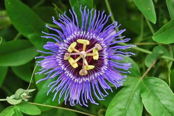 Purple Passion Flower Seeds
