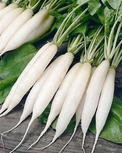 Radish vegetable seeds for Home Gardening, Natural Farm Fresh Gardening Choice Premium for kitchen garden planting