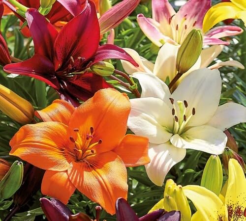 Mixed Lilium Flower Seeds