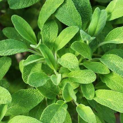 Green Sage Plant Seeds herb seeds - heirloom, natural growing garden seeds