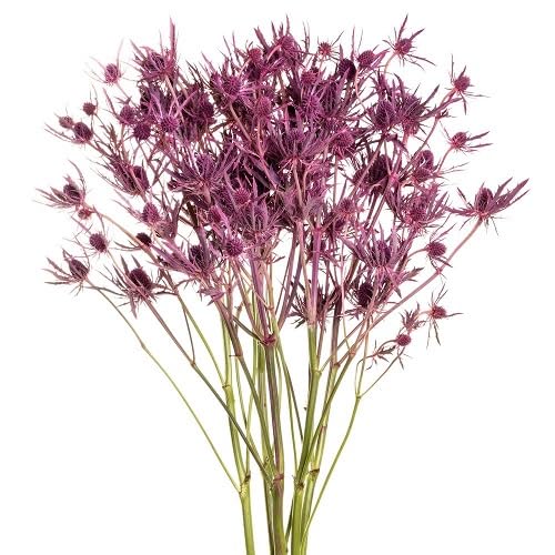 Pink Eryngium Flower Seeds