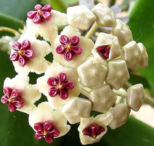 Mixed Hoya Flower Seeds