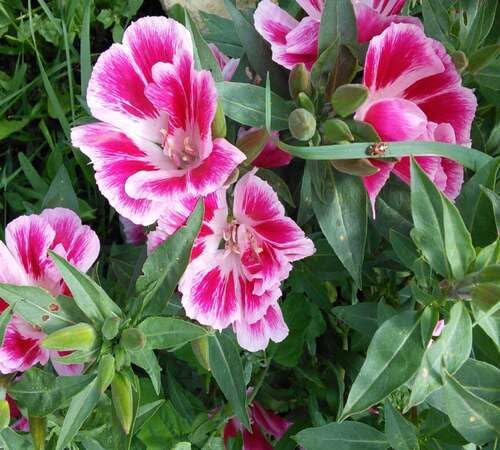 Pink White Clarkia Flower Seeds