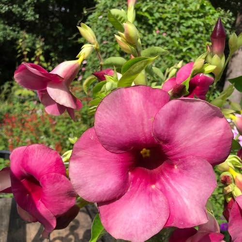 Pink Allamanda Flower Seeds