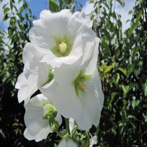 White Giant Hollyhock Flower Seeds