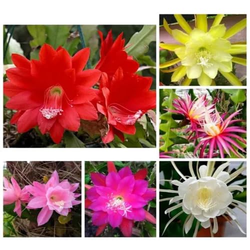 Epiphyllum Oxypetalum Flower Seeds