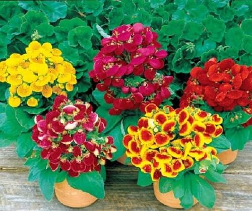 calceolaria flower seeds mixed