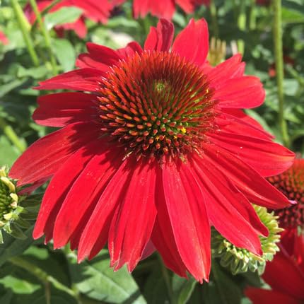 Red Echinacea Flower Seeds