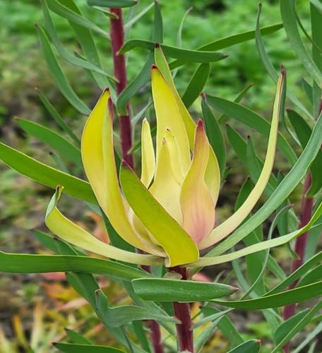 Salignum Flower Seeds