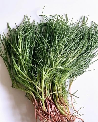 Agretti Green vegetable seeds for Home Gardening, Organic Raised Bed Garden Favorite for kitchen garden planting