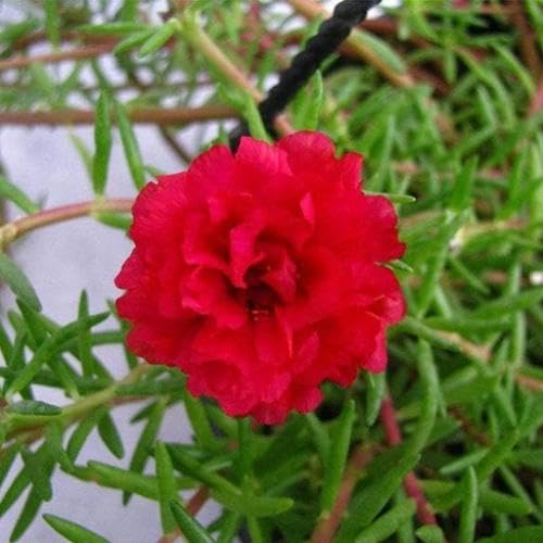 Red Moss Rose Flower Seeds