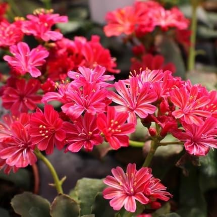Red Lewisia Flower Seeds