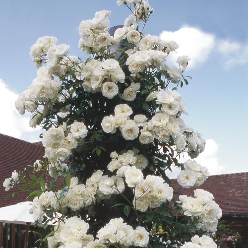 White Climbing Rose Flower Seeds
