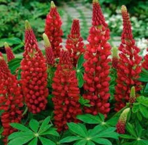 Red Lupinus Flower Seeds