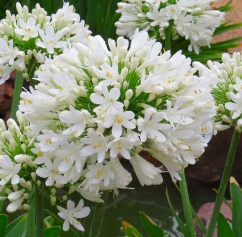 White Oasis Agapanthus Flower Seeds