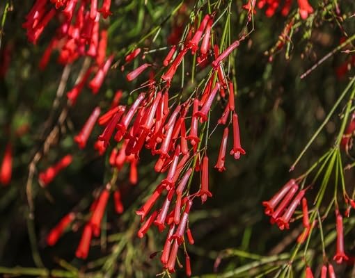 Red Russelia Equisetiformis Flower Seeds
