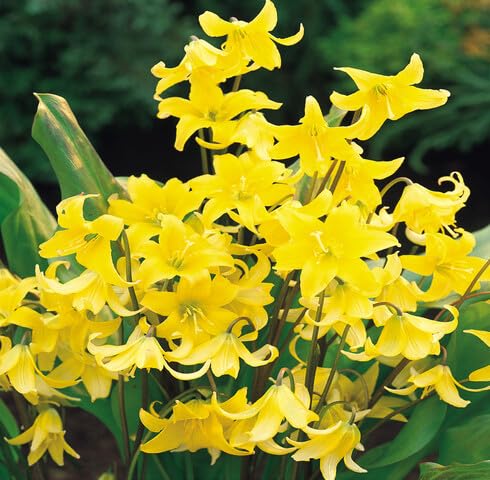 Yellow Erythronium Flower Seeds