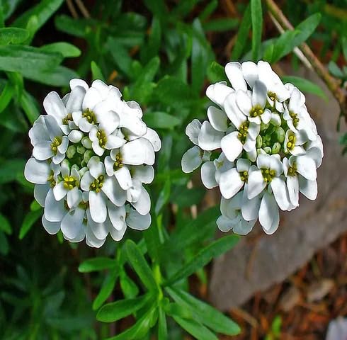 white iberis sempervirens flower