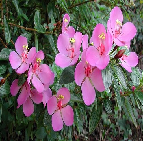 Tibouchina Flower Seeds