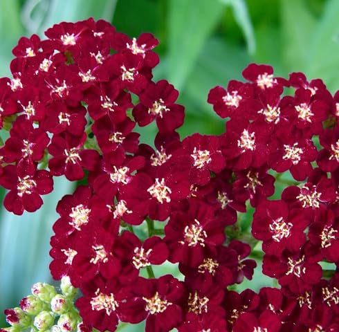 Red Yarrow Flower Seeds