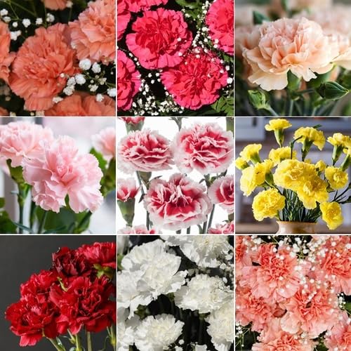 Mixed Carnation Flower Seeds