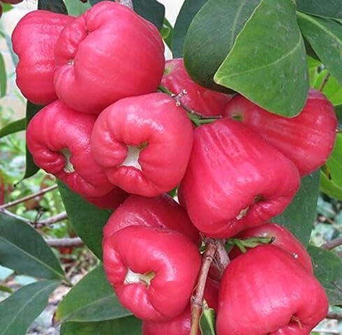 Red Rose Apple Fruit Seeds