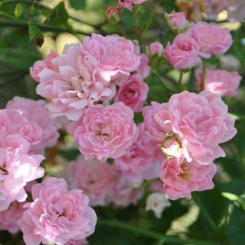 Pink Rosa Banksiae Flower Seeds