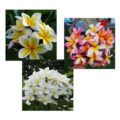 Mixed Plumeria alba Flower Seeds