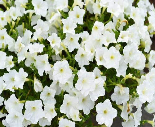 White Nemesia Flower Seeds