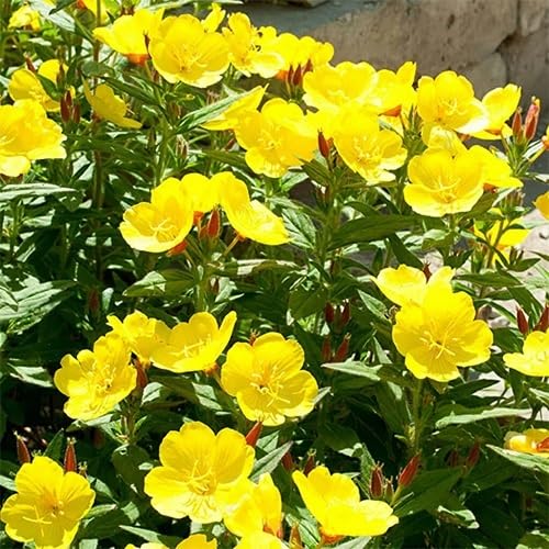 Yellow Primrose Auricula Flower Seeds