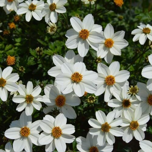 White Bidens Flower Seeds