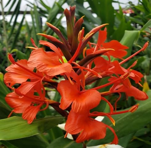 Red Hedychium Flower Seeds