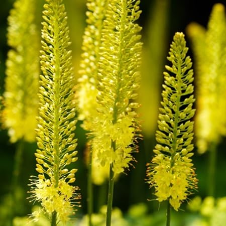 Eremurus Flower Seeds