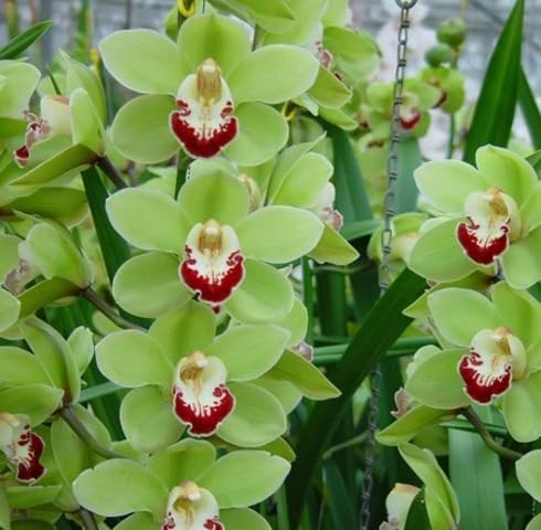 Green Cymbidium Flower Seeds