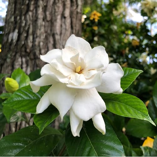 White Gardenia Jasminoides Flower Seeds