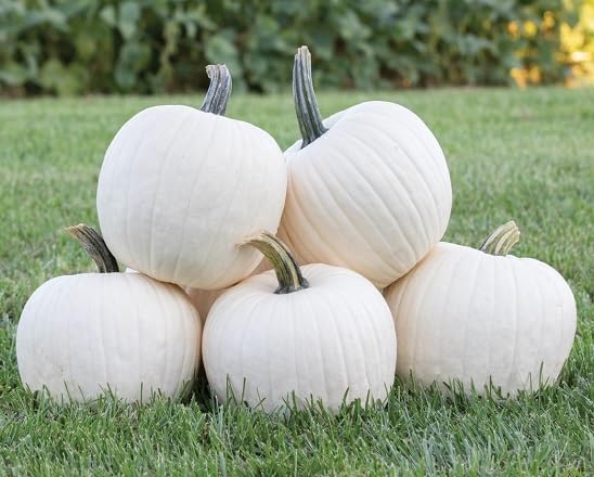 pumpkin vegetable seeds