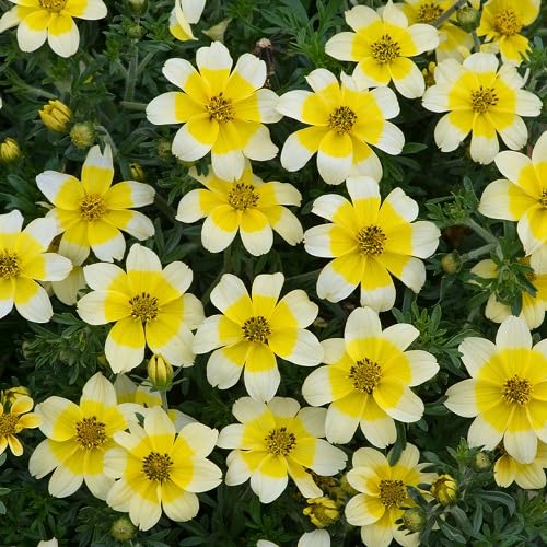 White Yellow Bidens Flower Seeds