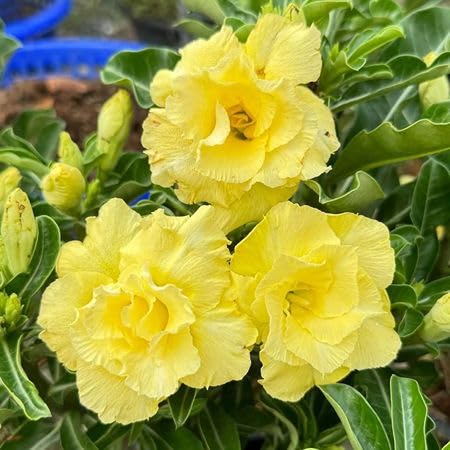 Yelllow Adenium Flower Seeds