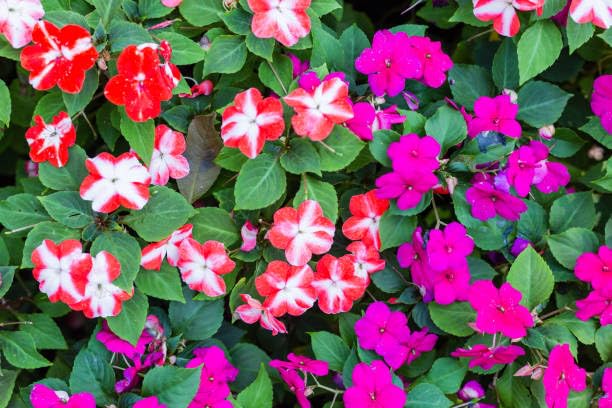 pink streptocarpus flower seeds,light